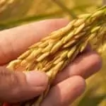 hand holding whole grains